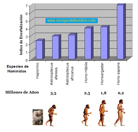indice de encefalizacion hominidos
